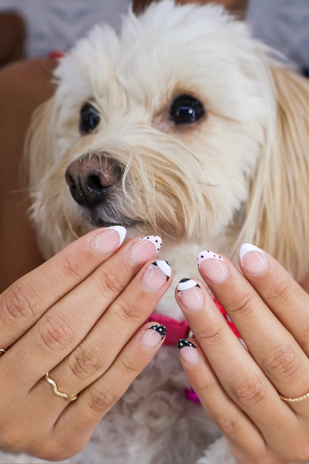 Client's French manicure framing a fluffy Maltipoo with a pink collar