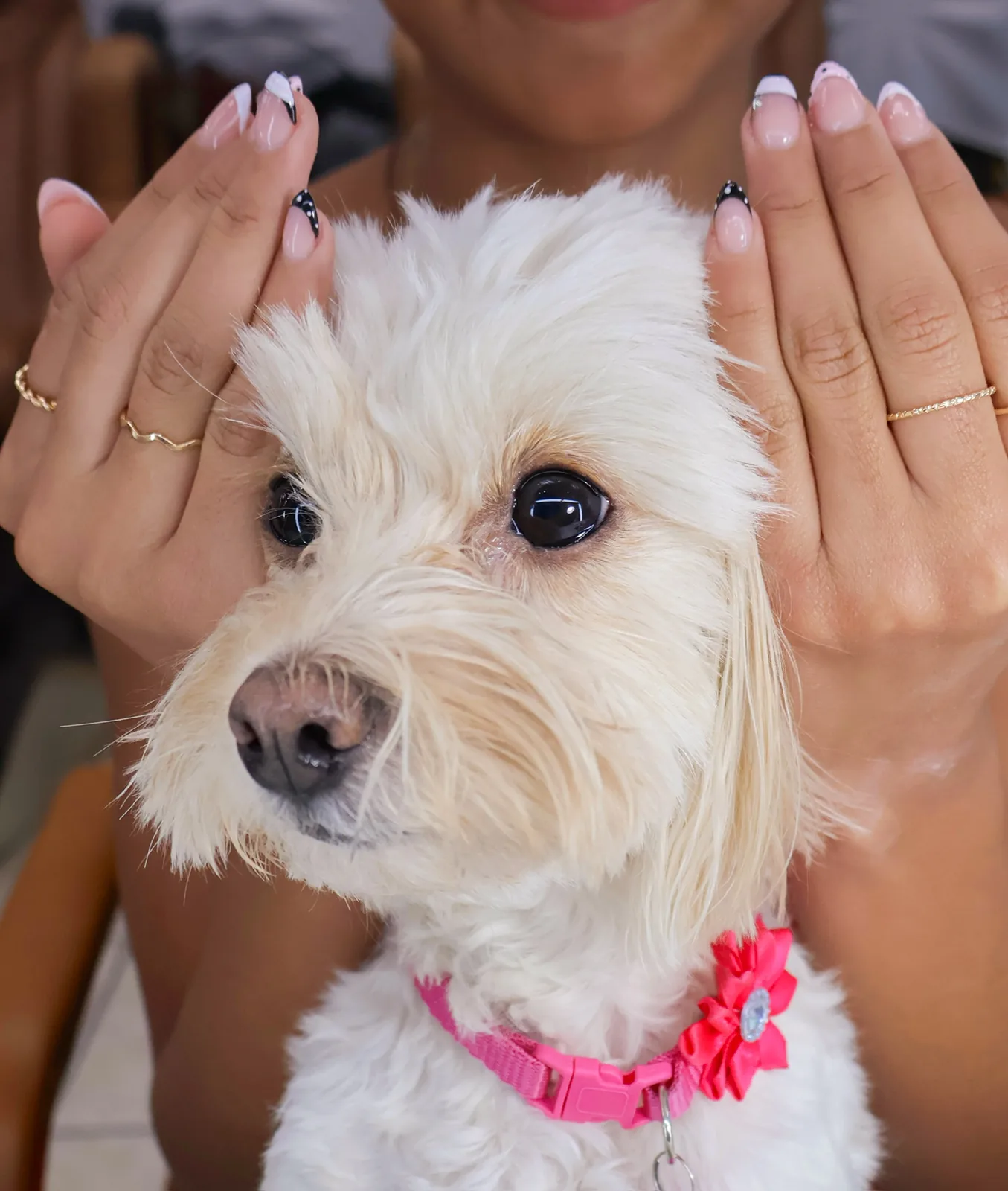 White French tip nails resting on the ears of a small white dog