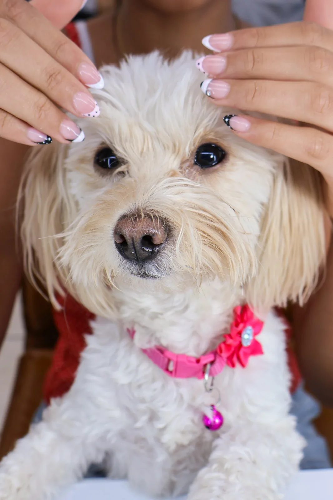 French manicure with black accents shown with a Maltipoo puppy